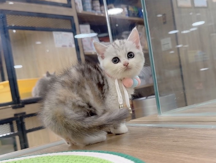 喜得貓社／三花英國短毛貓