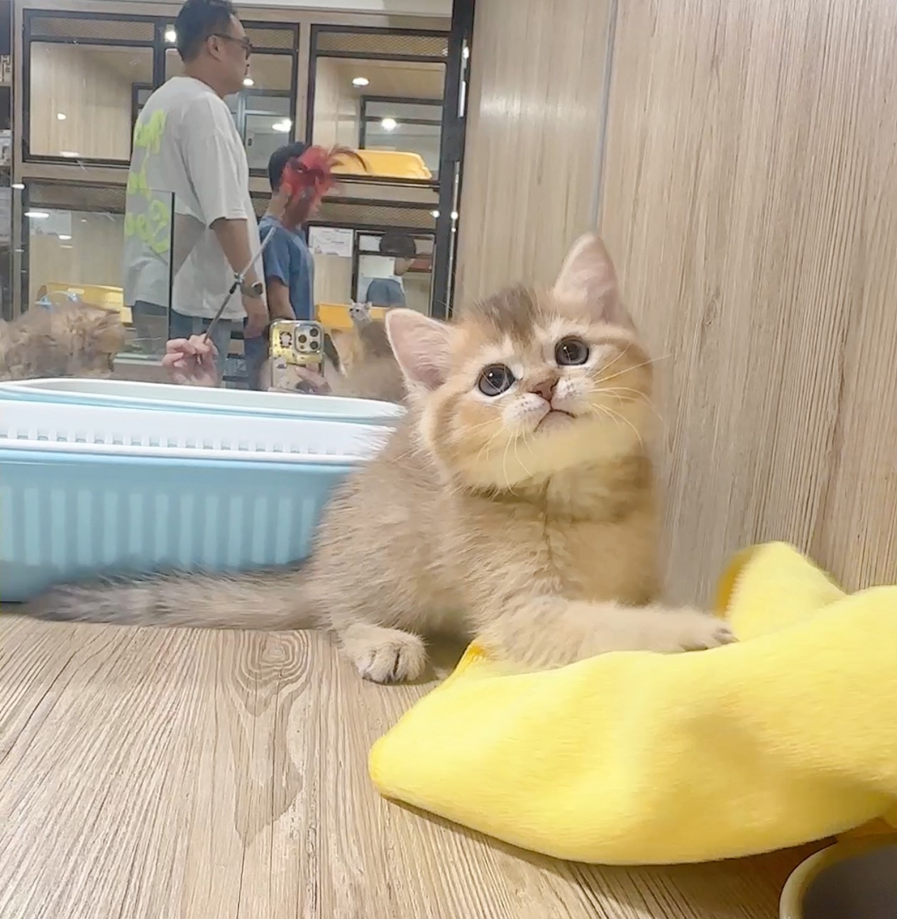 喜得貓社／巧金漸層英國短毛貓