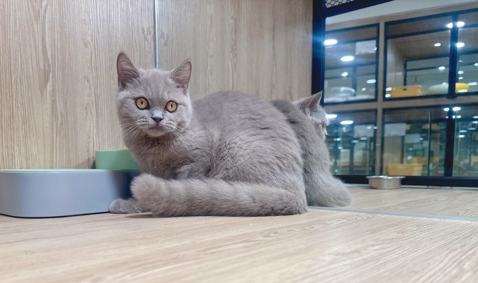 喜得貓社／紫丁香英國短毛貓