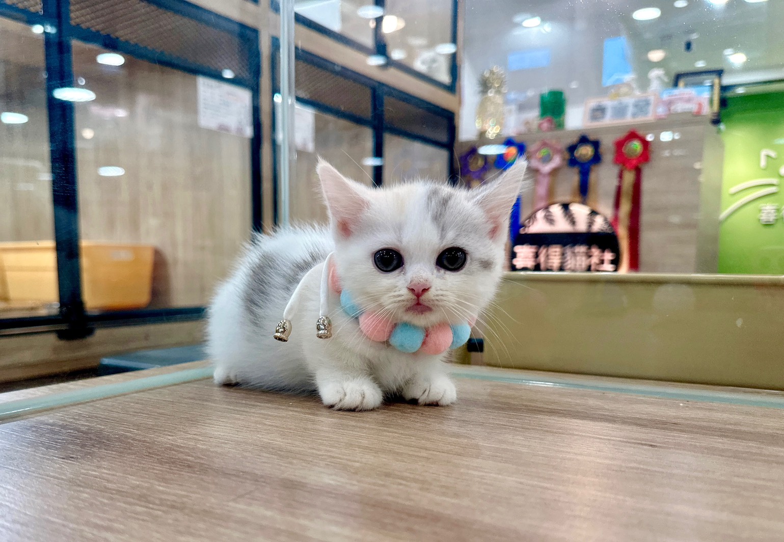 喜得貓社／三花曼赤肯