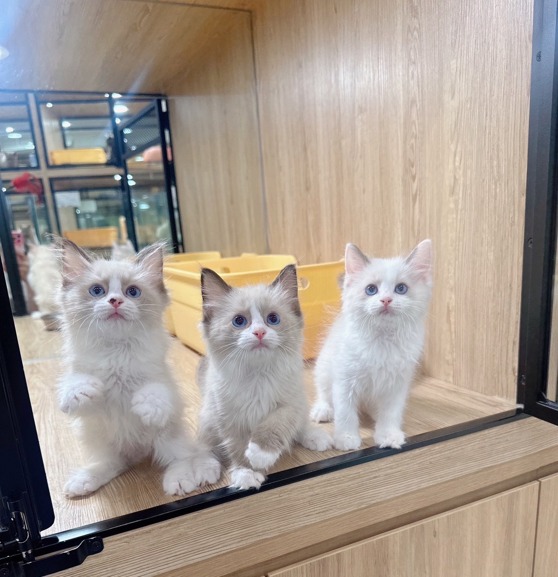 喜得貓社／雙色布偶貓