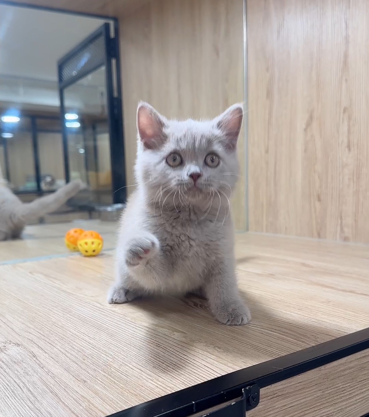 喜得貓社／紫丁香英國短毛貓