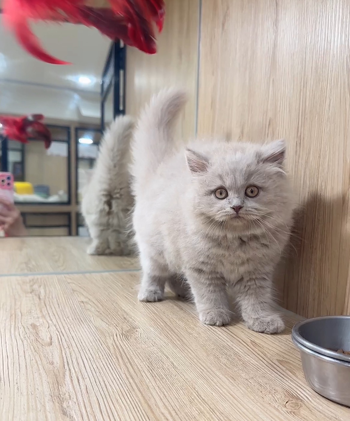 喜得貓社／紫丁香英國長毛貓