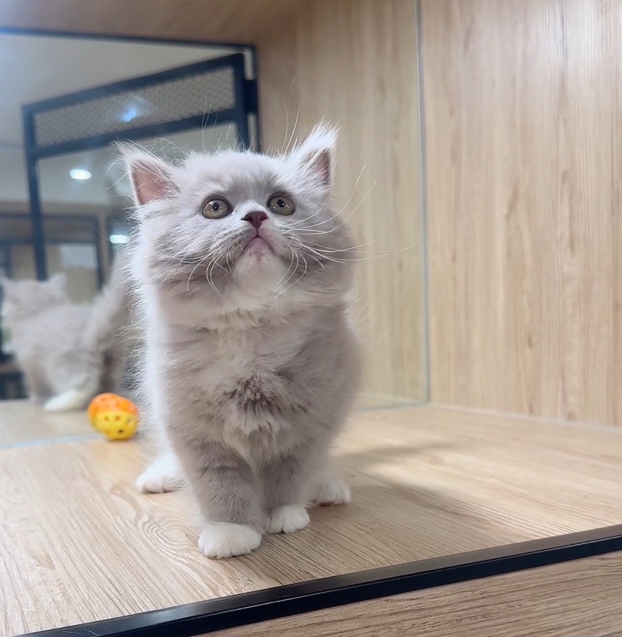 喜得貓社／紫丁香英國長毛貓