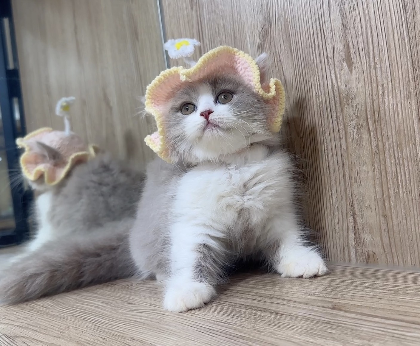 喜得貓社／紫丁香英國長毛貓