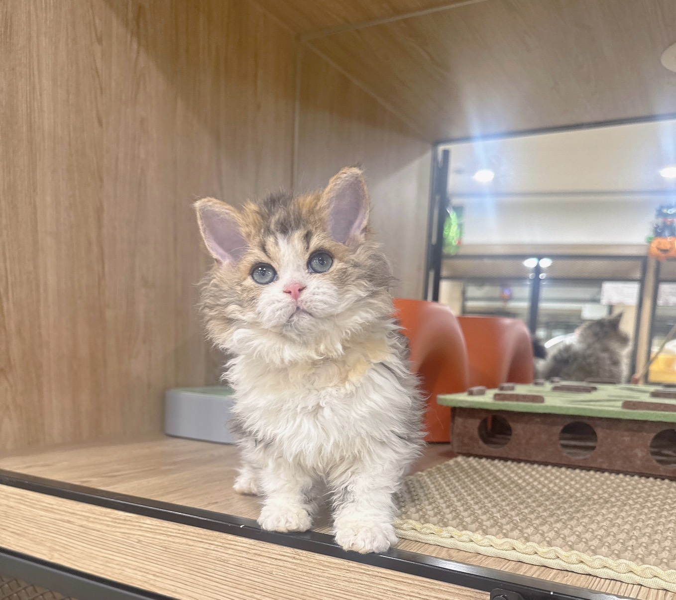 喜得貓社／金漸層加白塞爾凱克捲毛貓