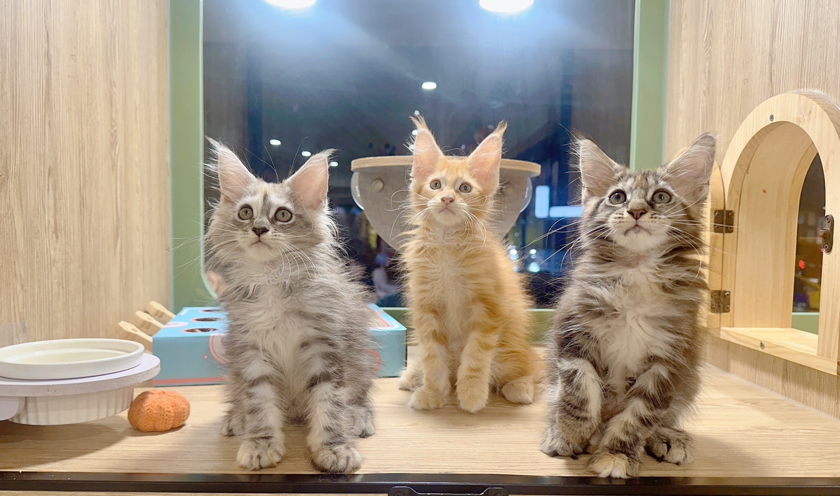 喜得貓社／緬因貓