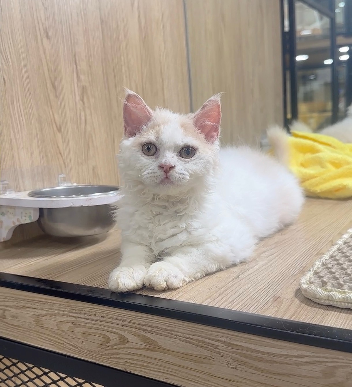 喜得貓社／奶油白塞爾凱克捲毛貓