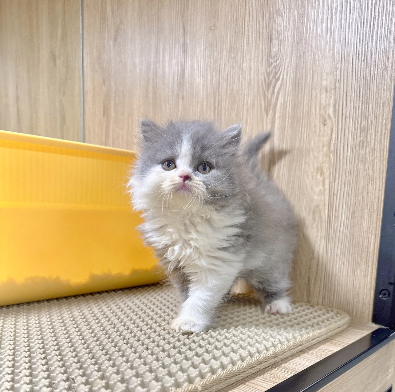 喜得貓社／藍白英國長毛貓