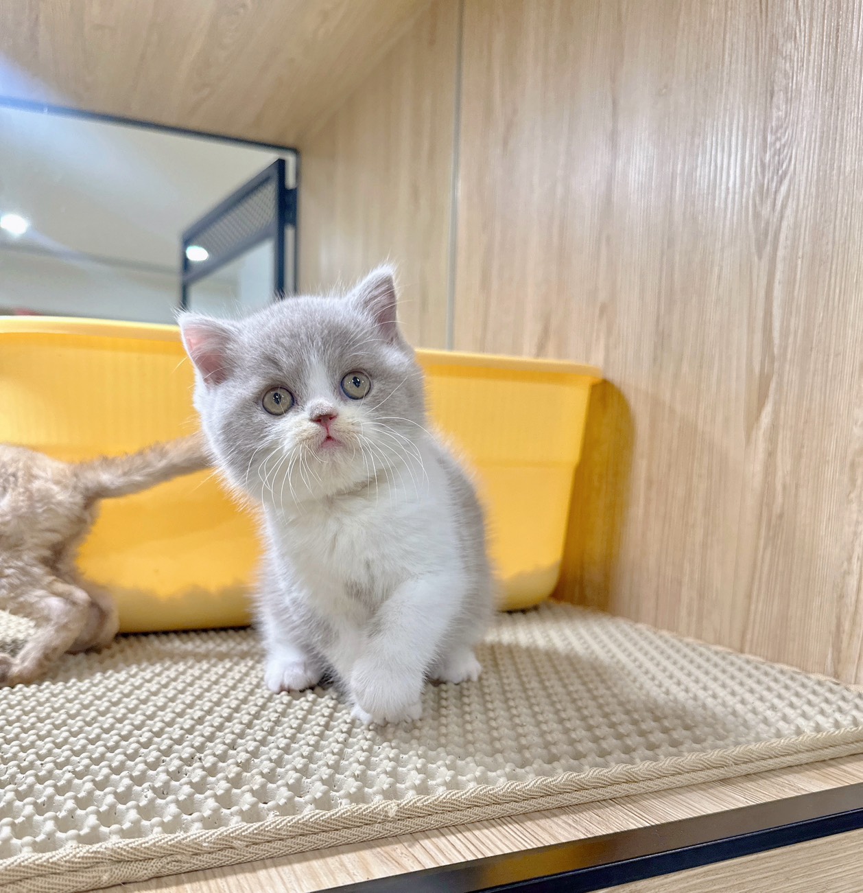 喜得貓社／紫丁香賓士英國短毛貓