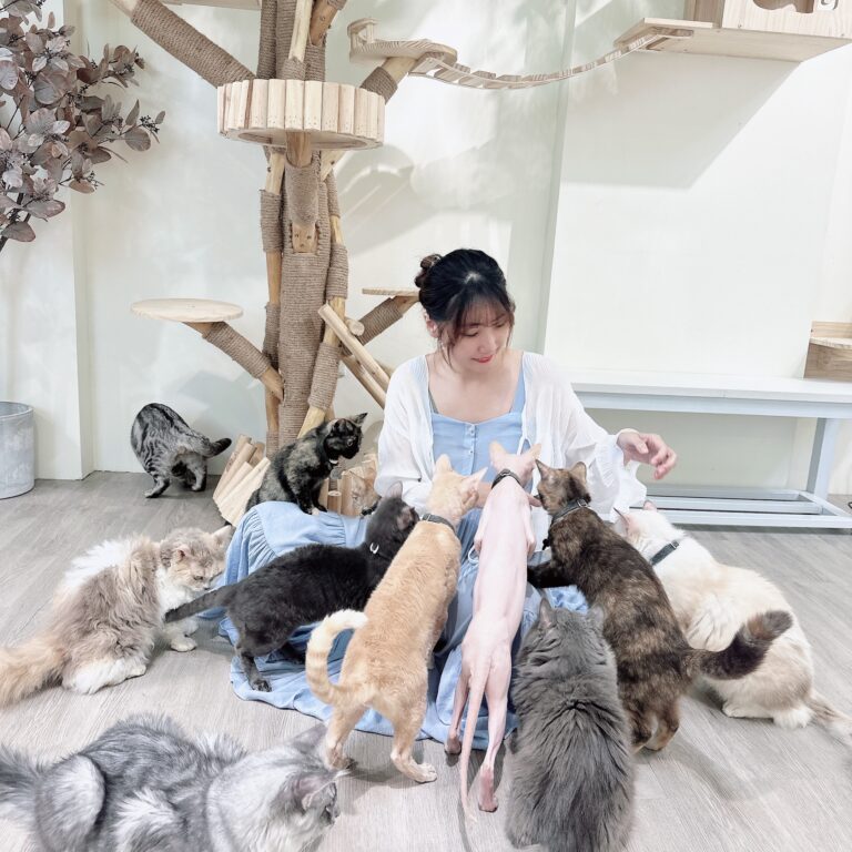 嚴選合法寵物店-財閥家的公子貓