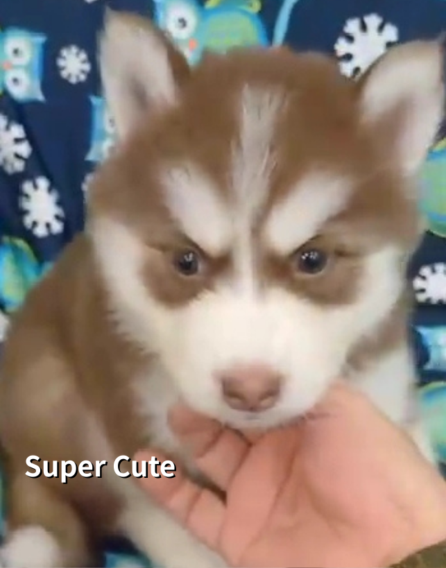 超可愛名犬社／巧克力色西伯利亞雪橇犬