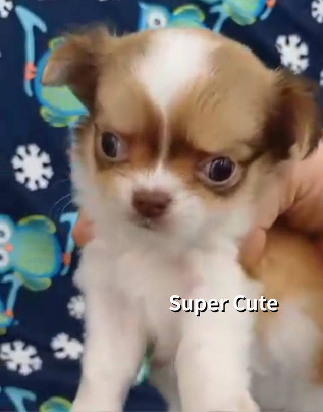 超可愛名犬社／黃白色長毛吉娃娃