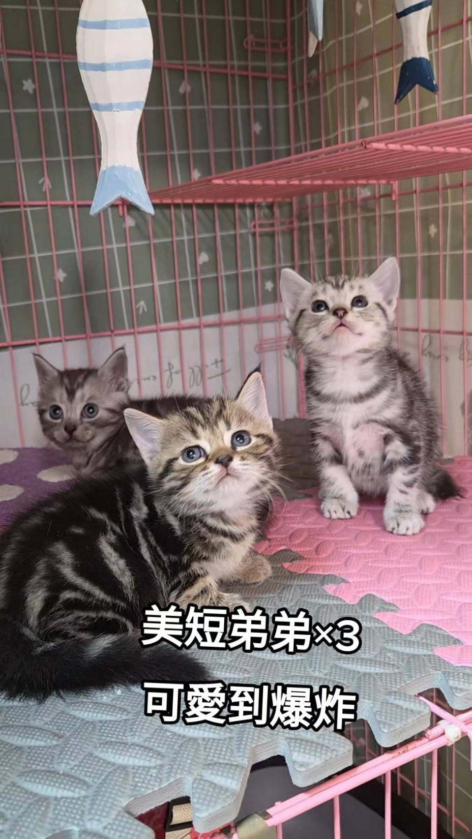 刻在你心底的貓／美國短毛貓