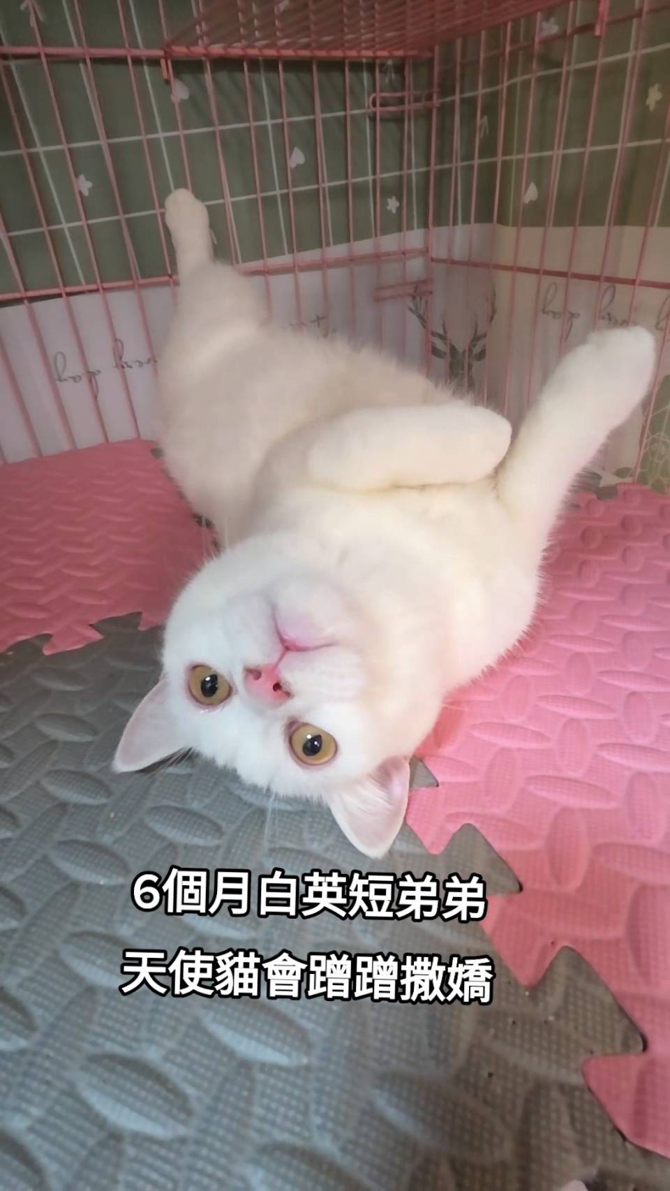 刻在你心底的貓／白色英國短毛貓