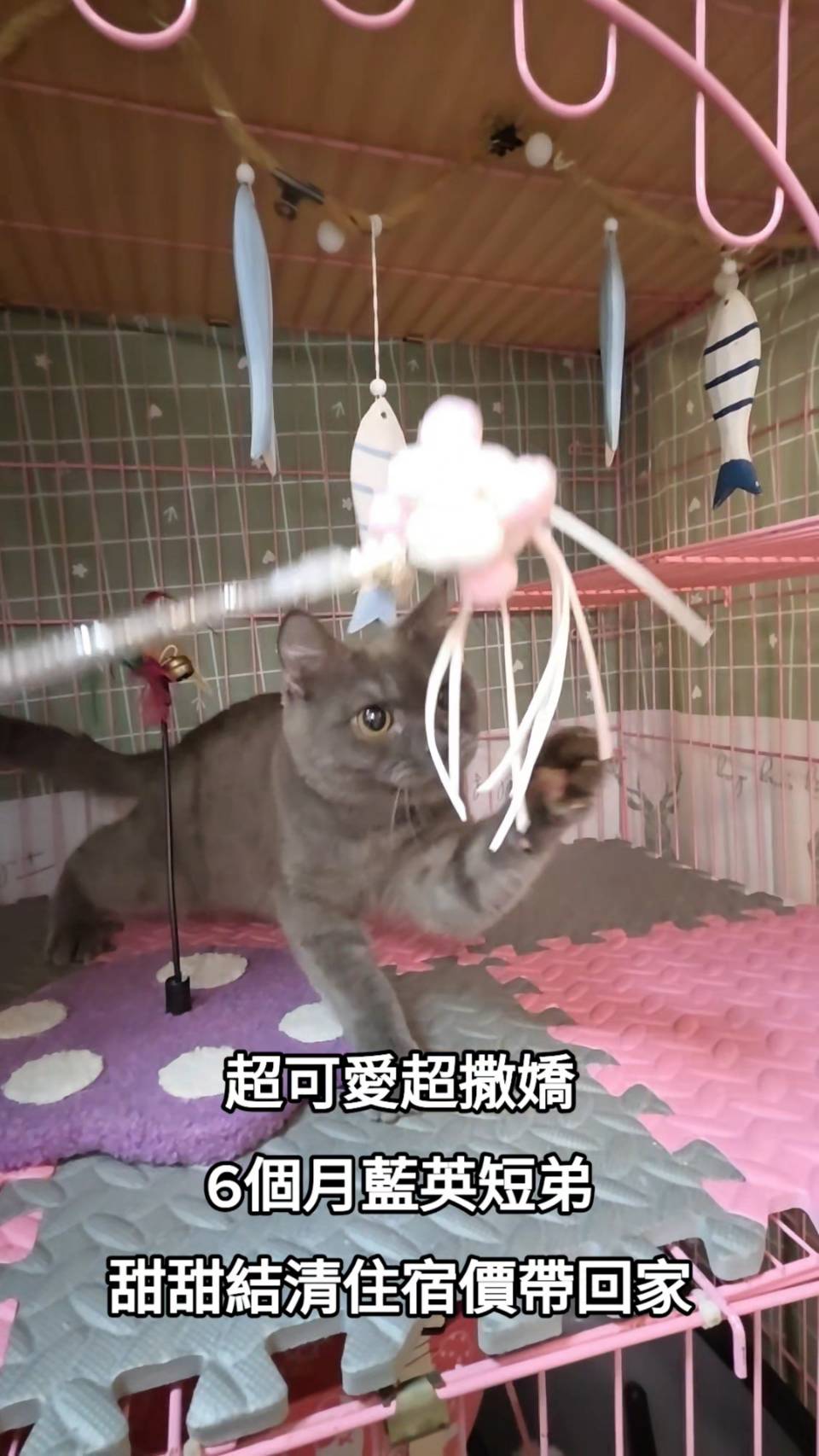 刻在你心底的貓／藍色英國短毛貓