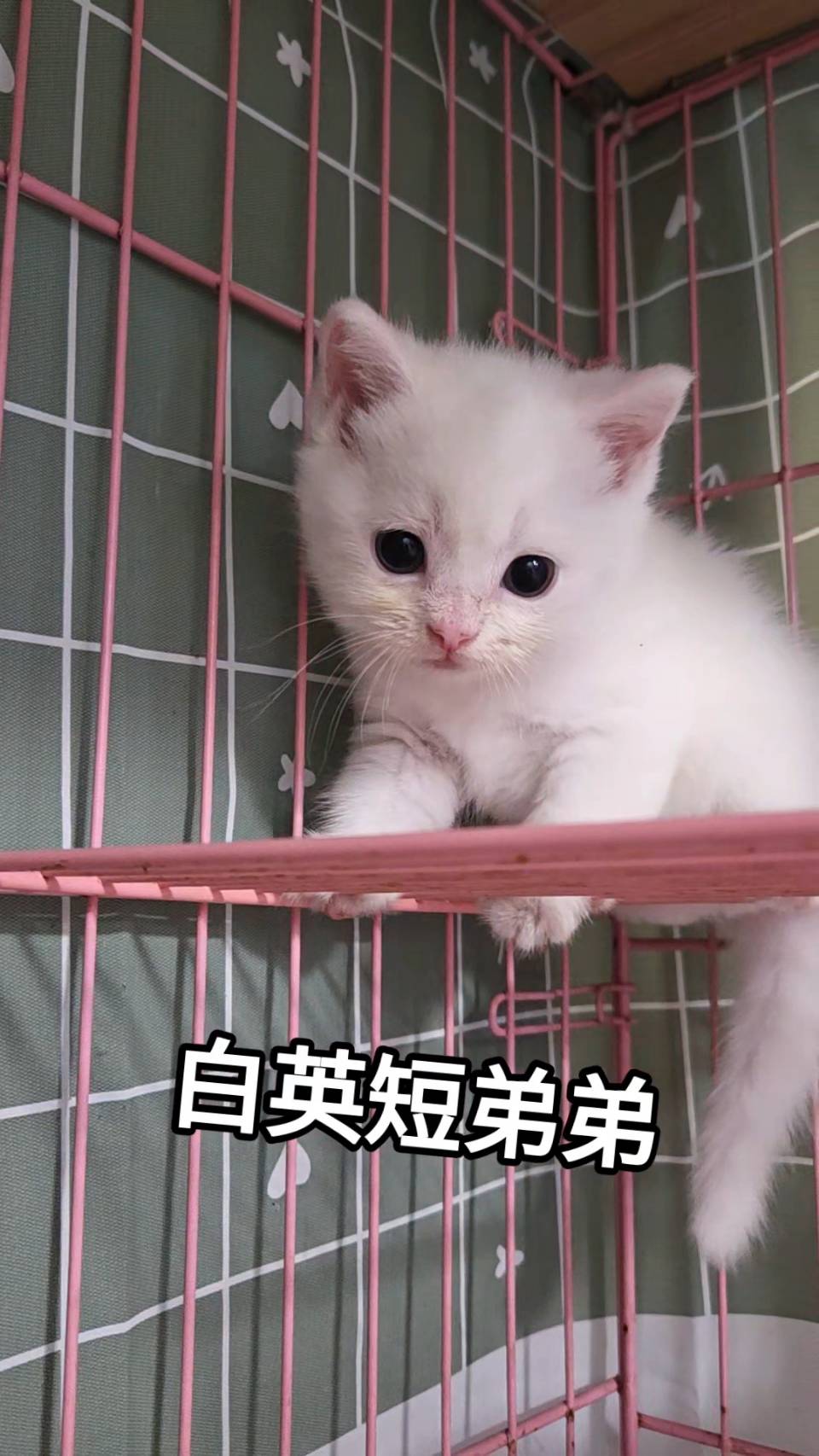 刻在你心底的貓／白色英國短毛貓