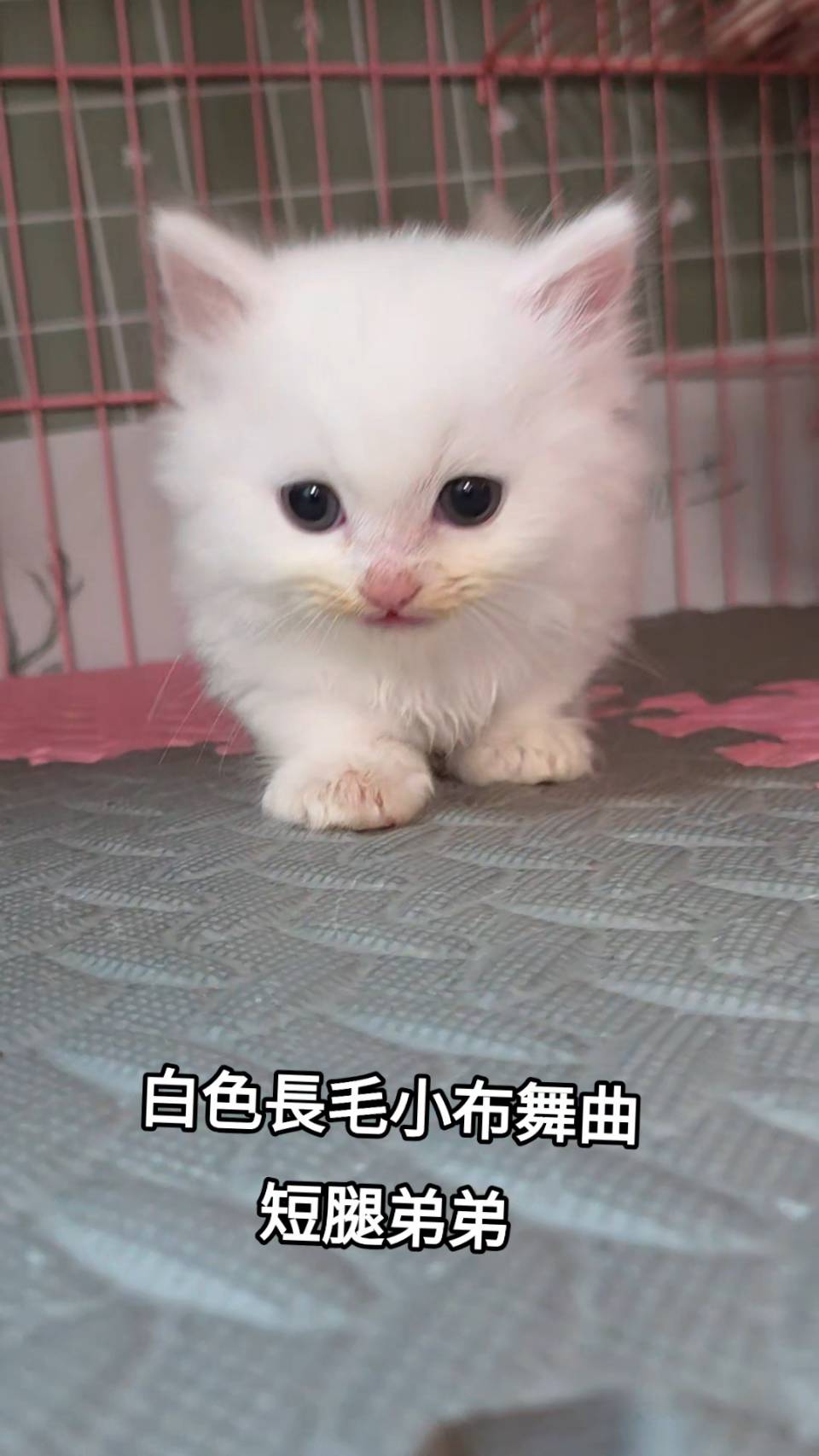 刻在你心底的貓／白色小步舞曲