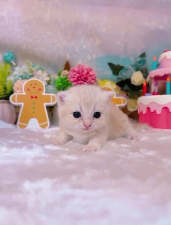 星光貓舍／奶油色曼赤肯