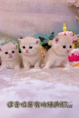 星光貓舍／奶油英國短毛貓