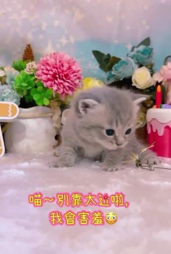 星光貓舍／藍虎斑英國短毛貓