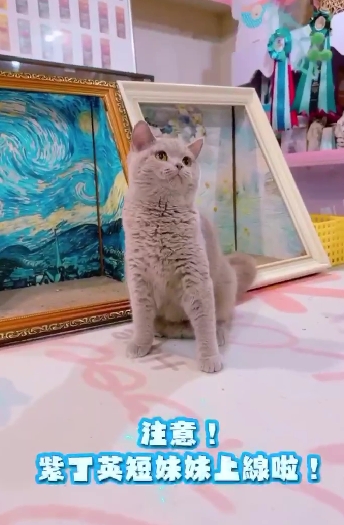 星光貓舍／紫丁香英國短毛貓