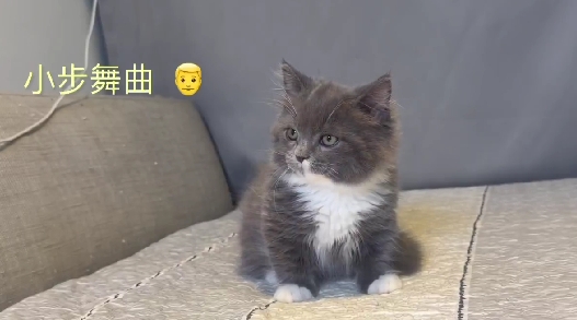 尊爵名皇／各色小步舞曲&各色曼赤肯