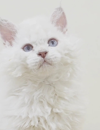 米琪蘇貓舍／藍金點賽爾凱克捲毛貓