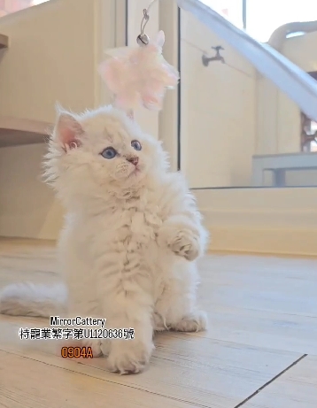 米琪蘇貓舍／各品種貓