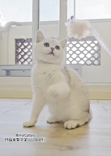 米琪蘇貓舍／各品種貓