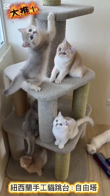 米琪蘇貓舍／各品種貓