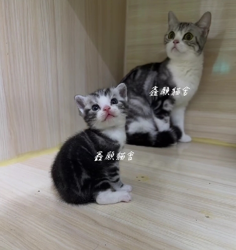 鑫願貓舍／加白美國短毛貓