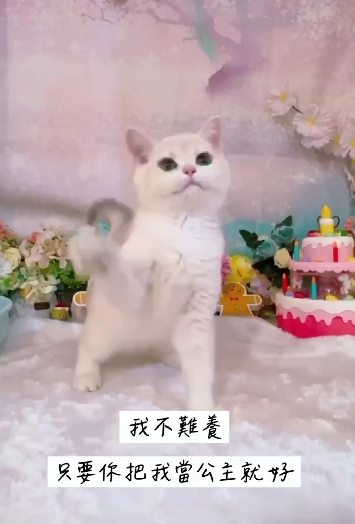 星光貓舍／焦糖藍金漸層英國短毛貓