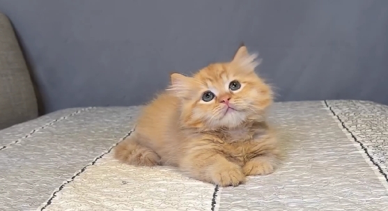 尊爵名皇／橘色小步舞曲