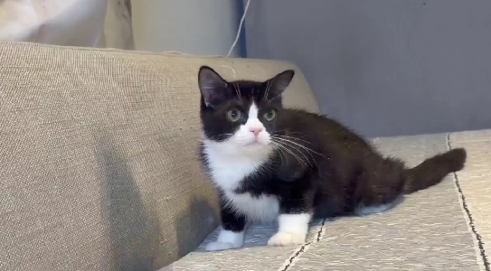 尊爵名皇／黑白賓士英國短毛貓