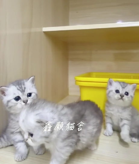 鑫願貓舍／銀虎斑英國短毛貓