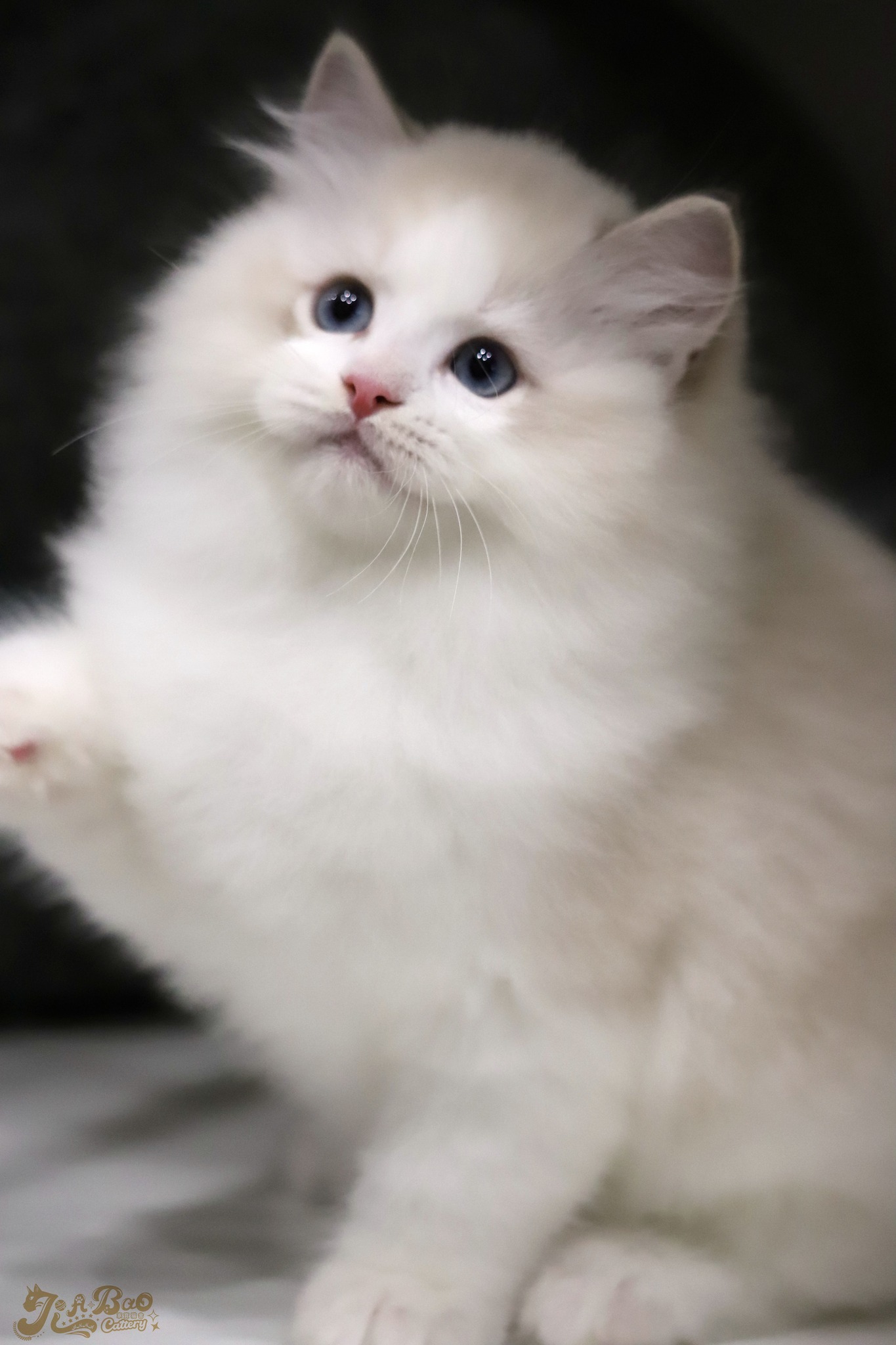 家寶寵物／藍山貓雙色布偶貓