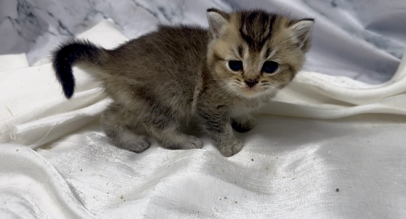 華貴皇族國際專業貓舍／黑金漸層英國短毛貓