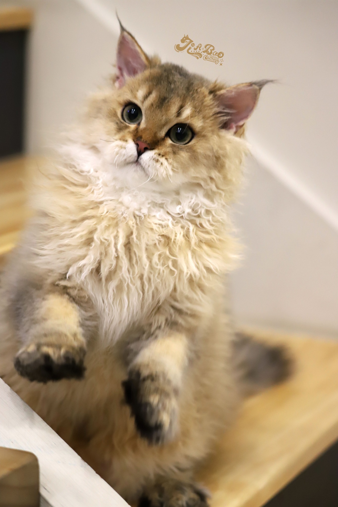 家寶寵物／黑金漸層賽爾凱克捲毛貓