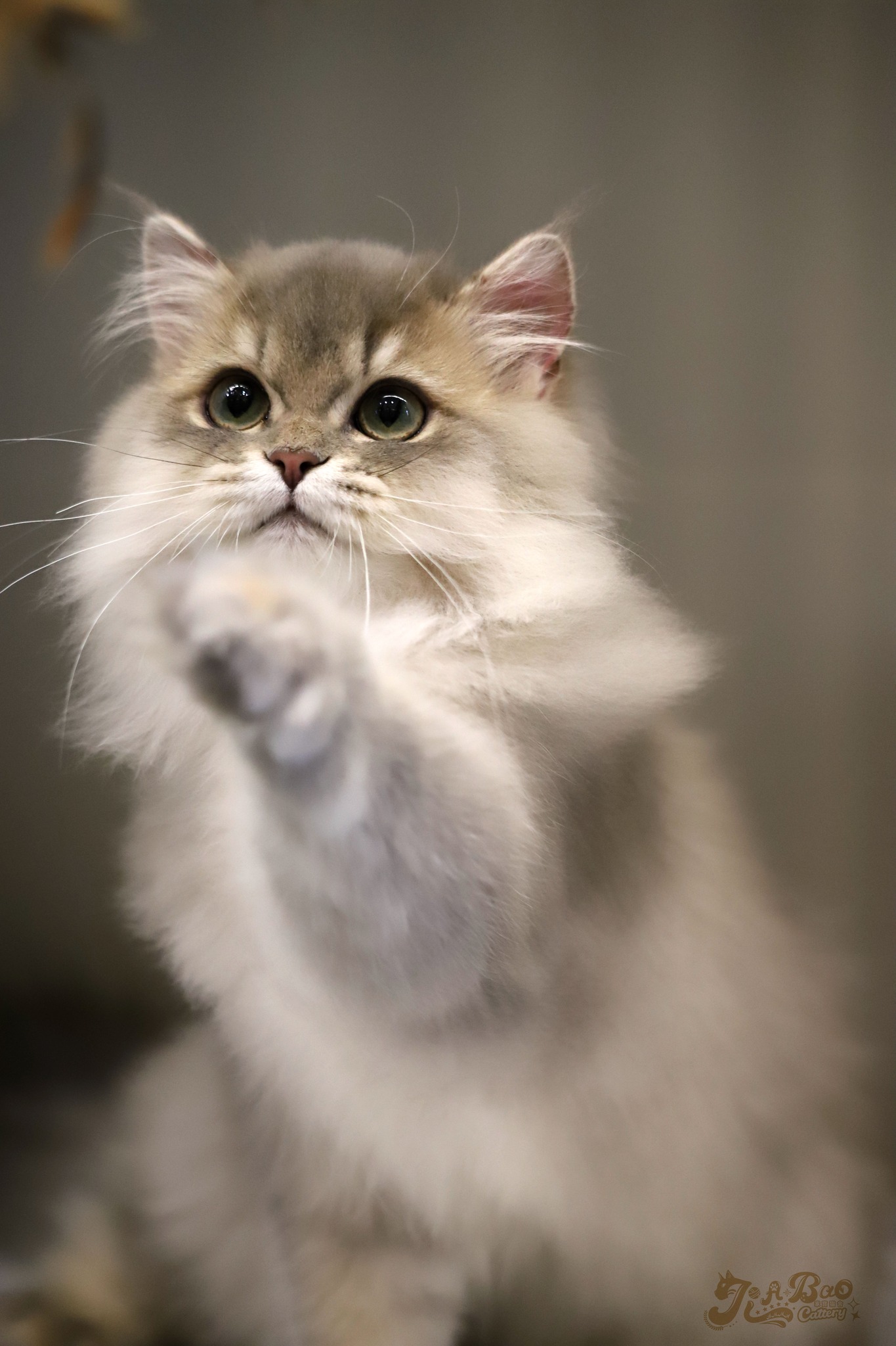 家寶寵物／藍金漸層英國長毛貓