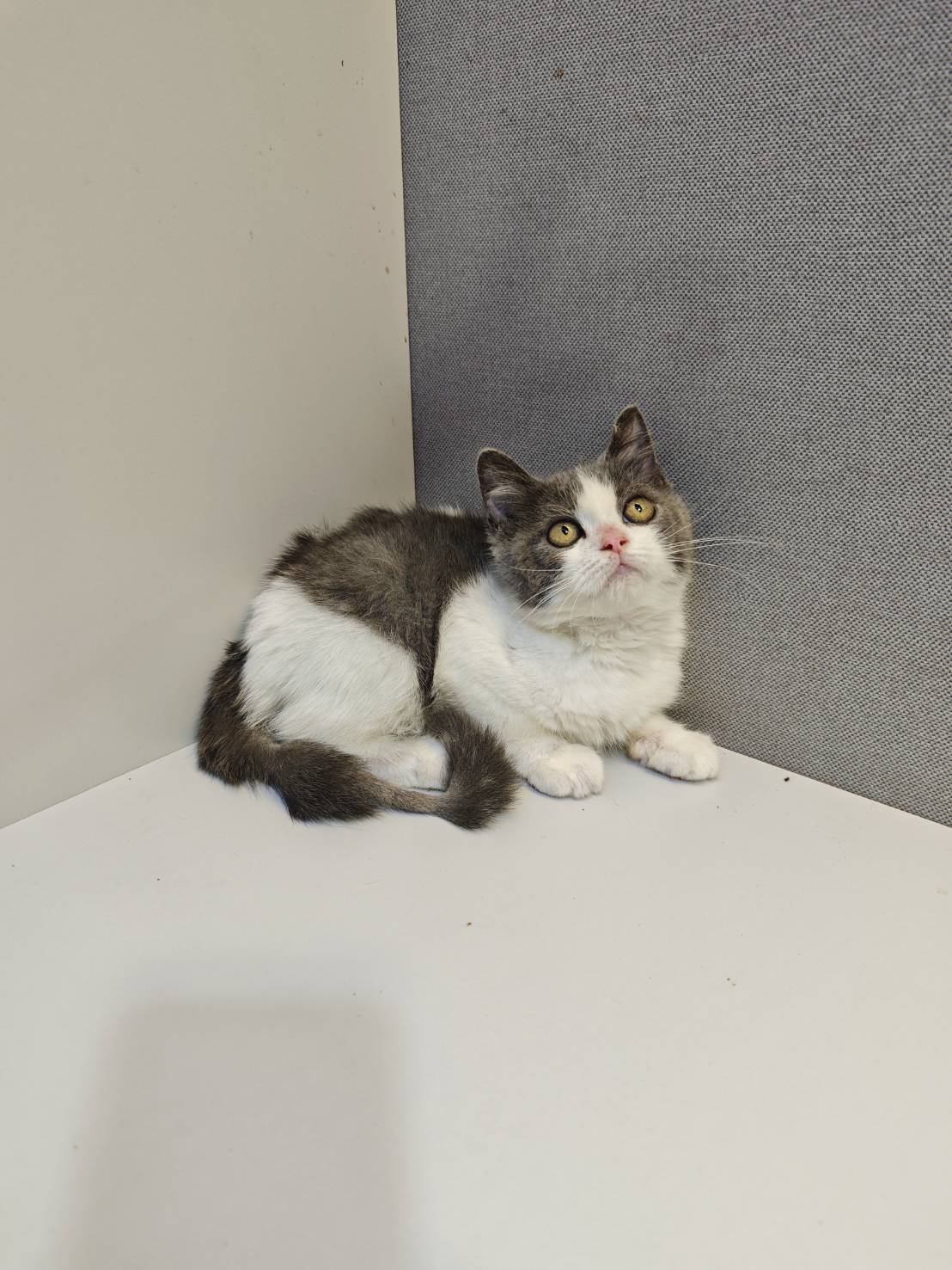 天使貓園／藍白英國短毛貓