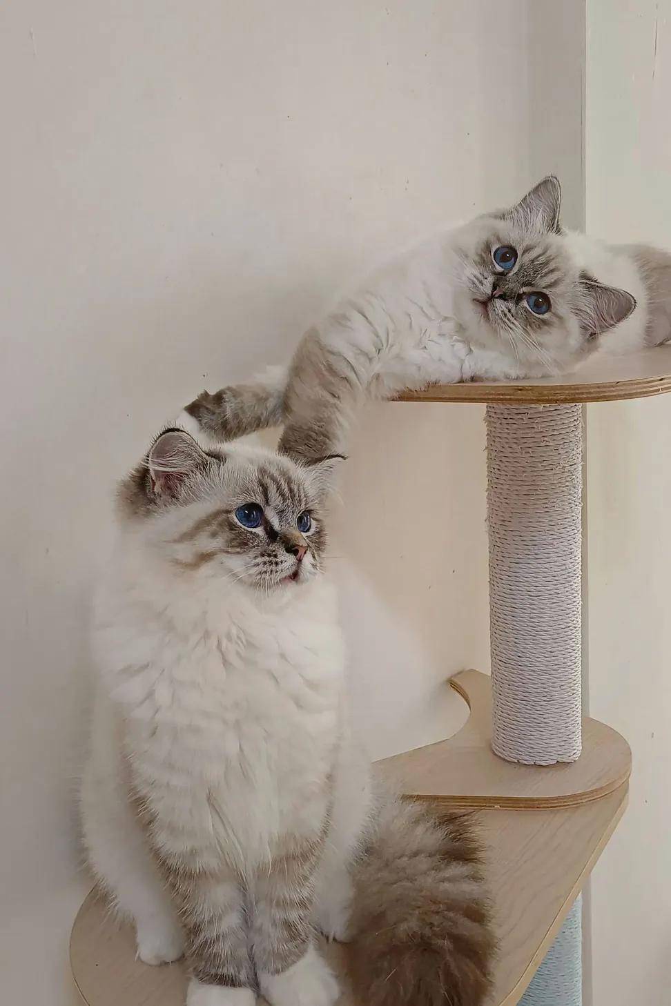 蘋果樹下的布偶貓／山貓紋布偶貓