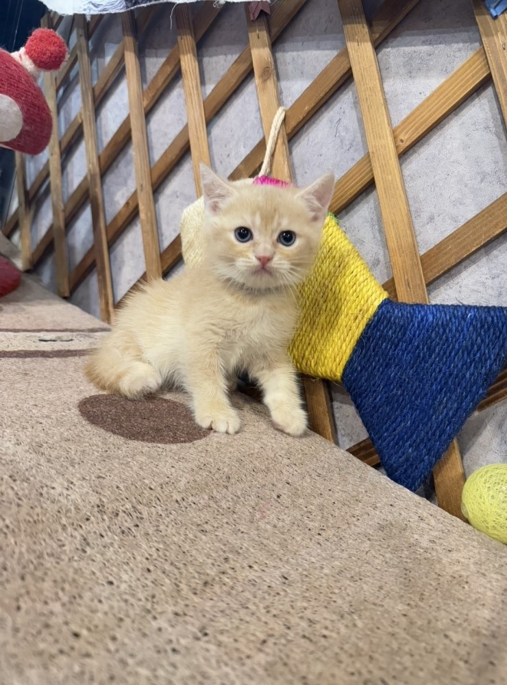 金瑟喵屋／奶油色英國短毛貓