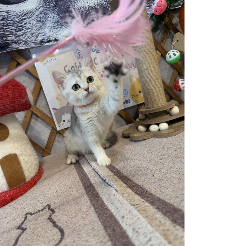 金瑟喵屋／銀漸層英國短毛貓