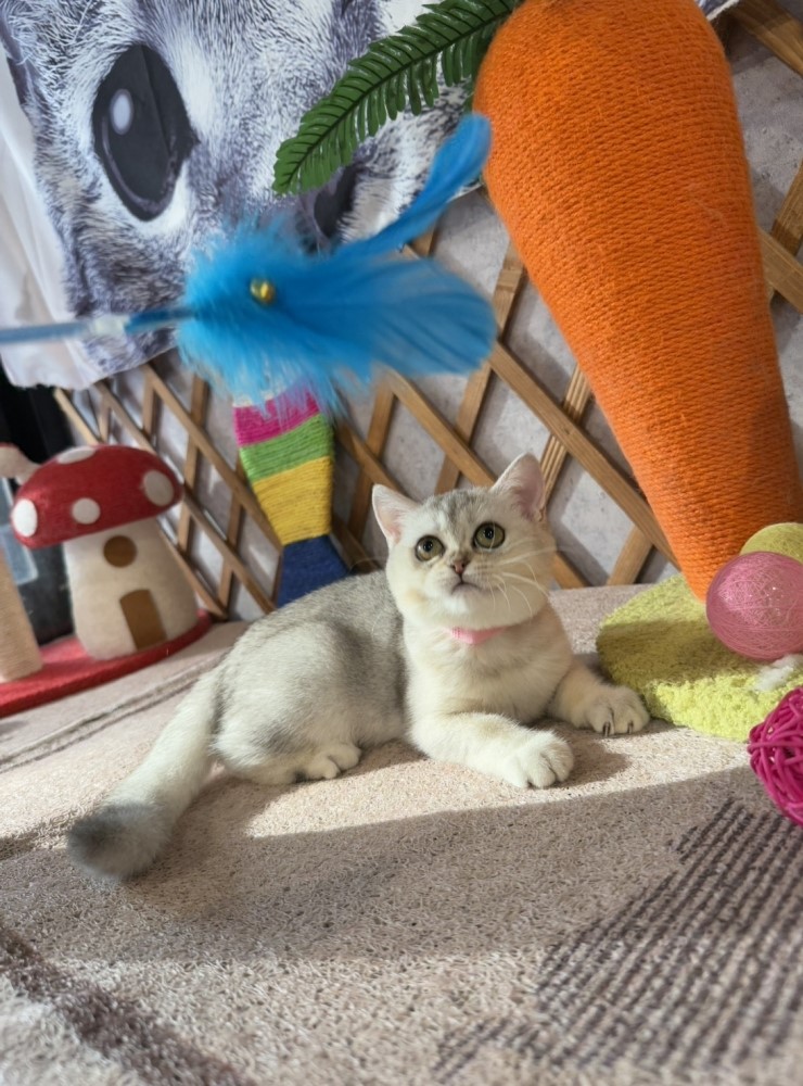 金瑟喵屋／銀漸層英國短毛貓