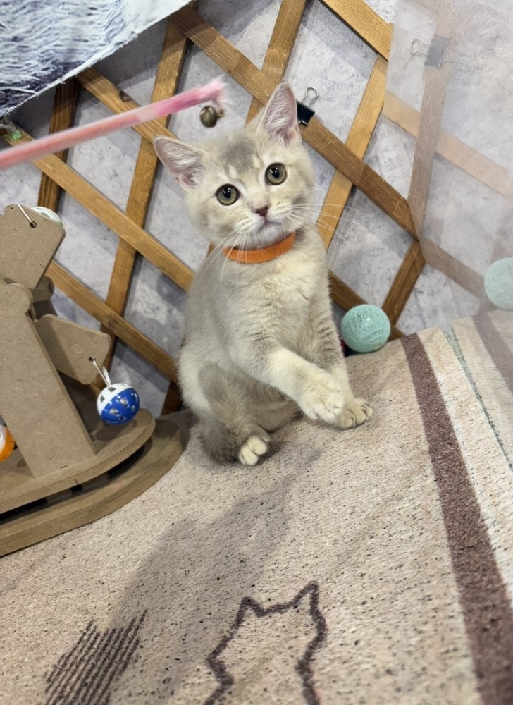 金瑟喵屋／藍金漸層英國短毛貓