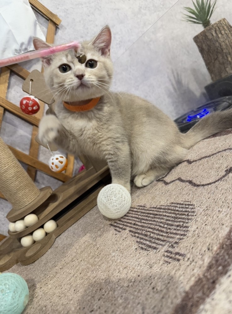 金瑟喵屋／藍金漸層英國短毛貓