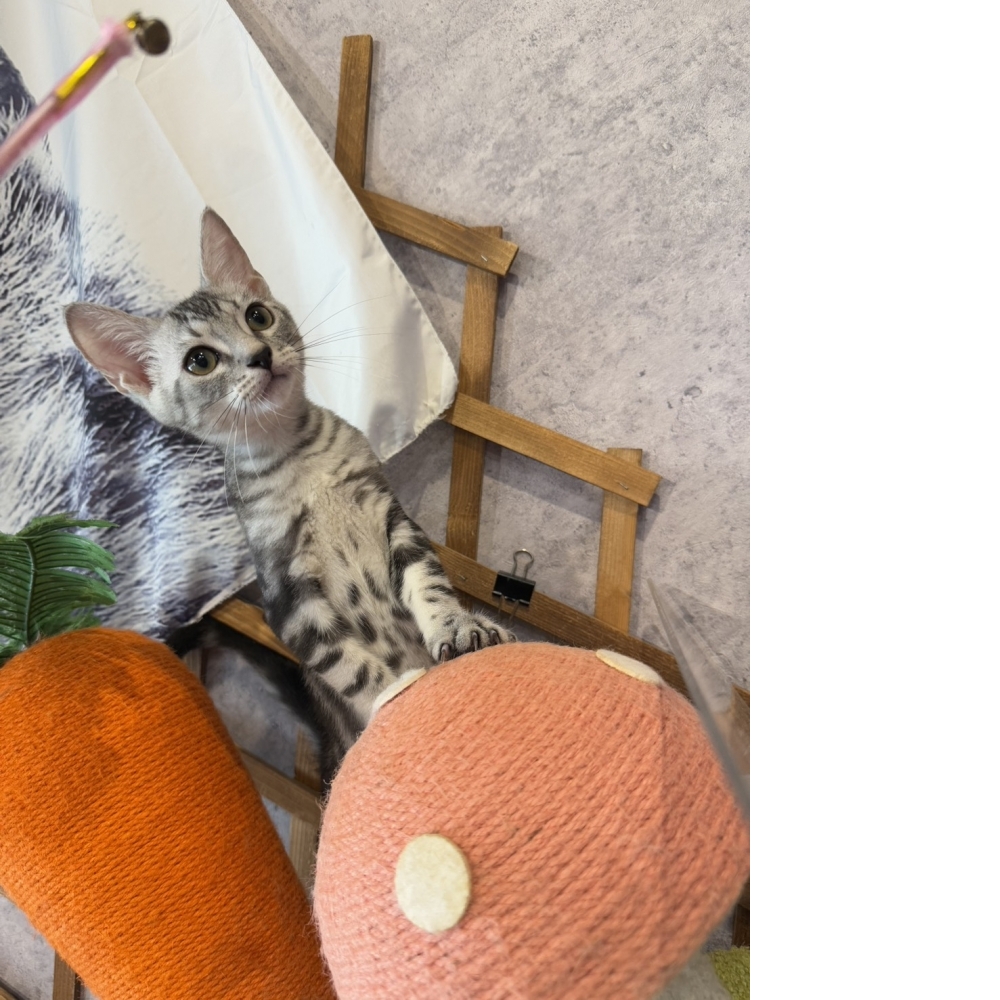 金瑟喵屋／銀白美國短毛貓