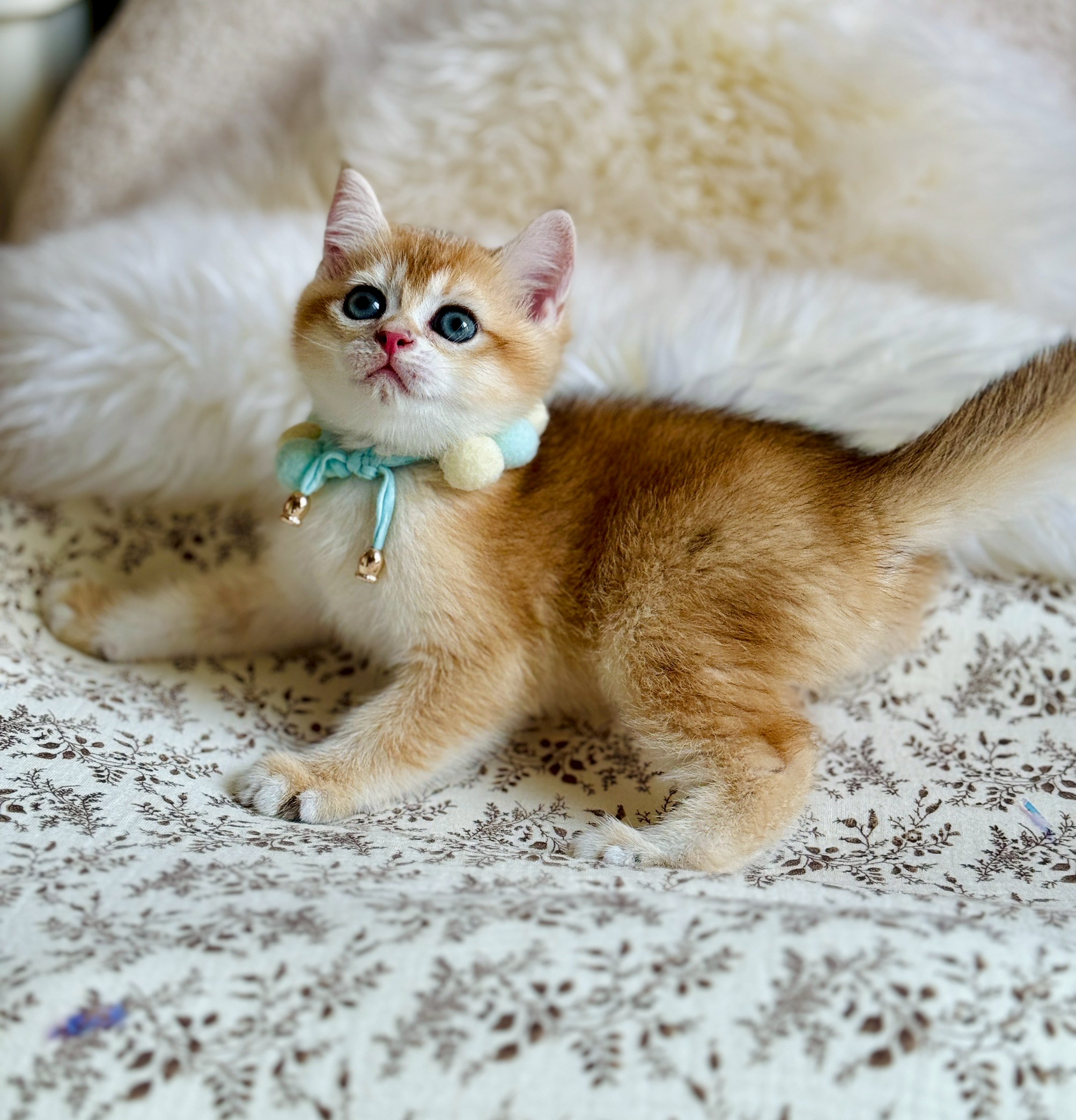 小東尼英短貓舍／金漸層英國短毛貓