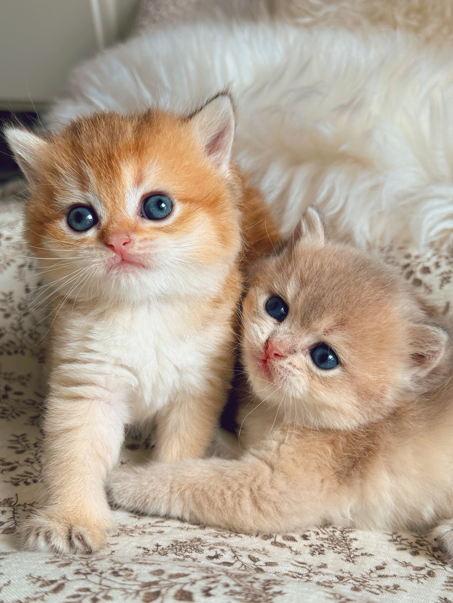 小東尼英短貓舍／金漸層&藍金漸層英國短毛貓